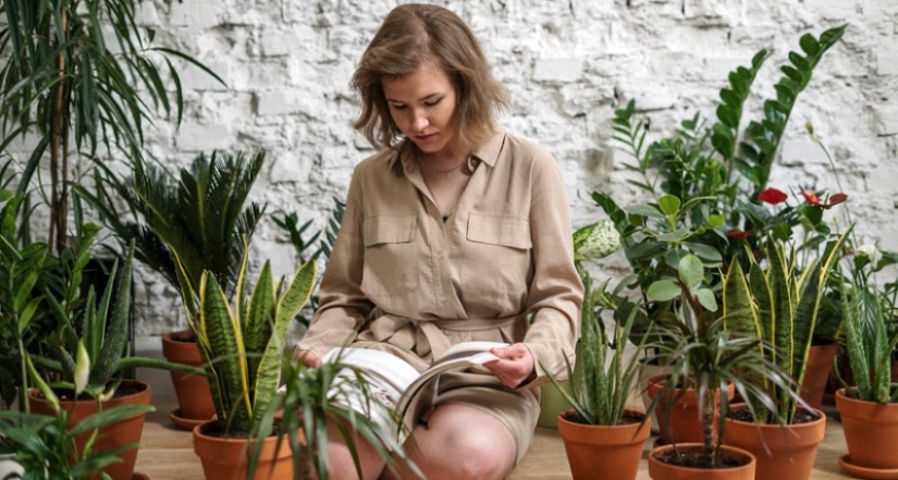 Do houseplants purify indoor air