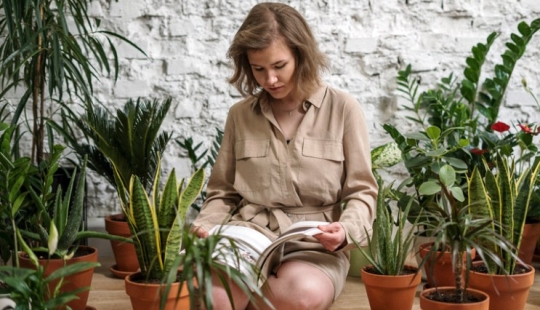 Do houseplants purify indoor air