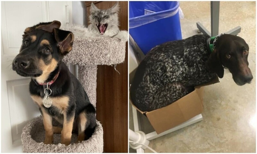 Dog or cat? Or maybe Cotopes? 30 funny photos of dogs that behave like cats Dog or cat? Or maybe Cotopes? 30 funny photos of dogs that behave like cats