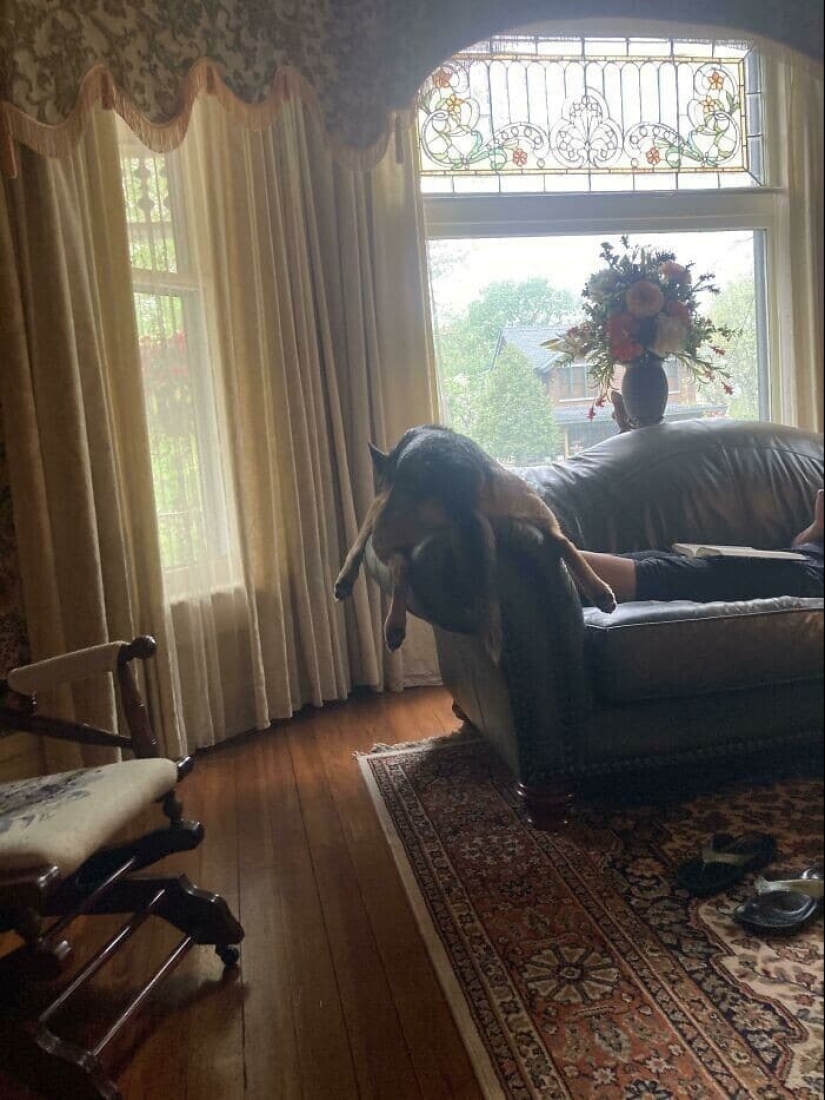 Dog or cat? Or maybe Cotopes? 30 funny photos of dogs that behave like cats Dog or cat? Or maybe Cotopes? 30 funny photos of dogs that behave like cats