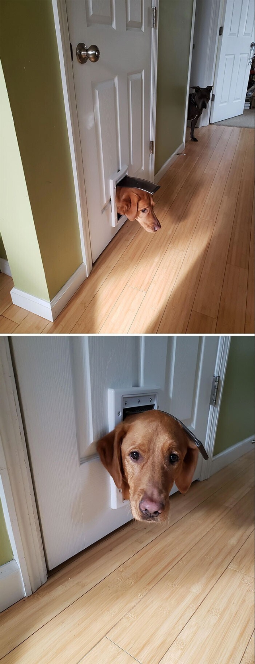 Dog or cat? Or maybe Cotopes? 30 funny photos of dogs that behave like cats Dog or cat? Or maybe Cotopes? 30 funny photos of dogs that behave like cats