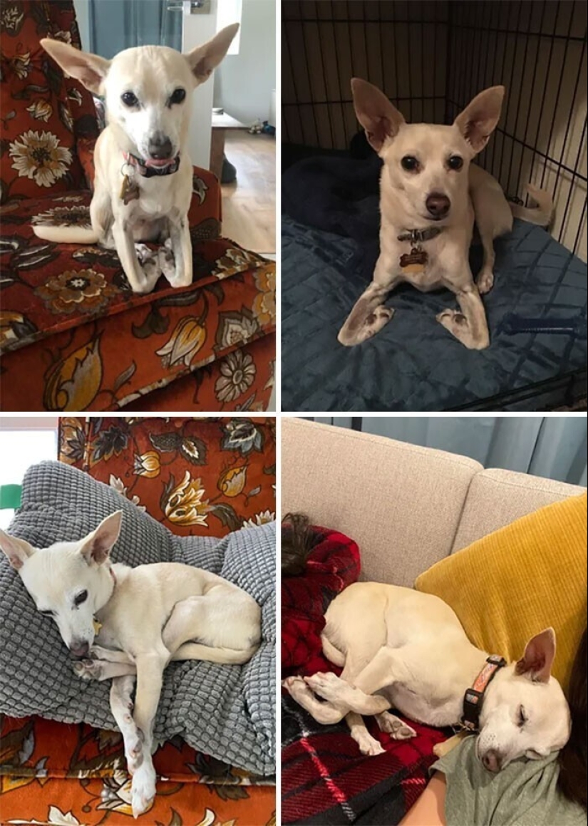 Dog or cat? Or maybe Cotopes? 30 funny photos of dogs that behave like cats Dog or cat? Or maybe Cotopes? 30 funny photos of dogs that behave like cats