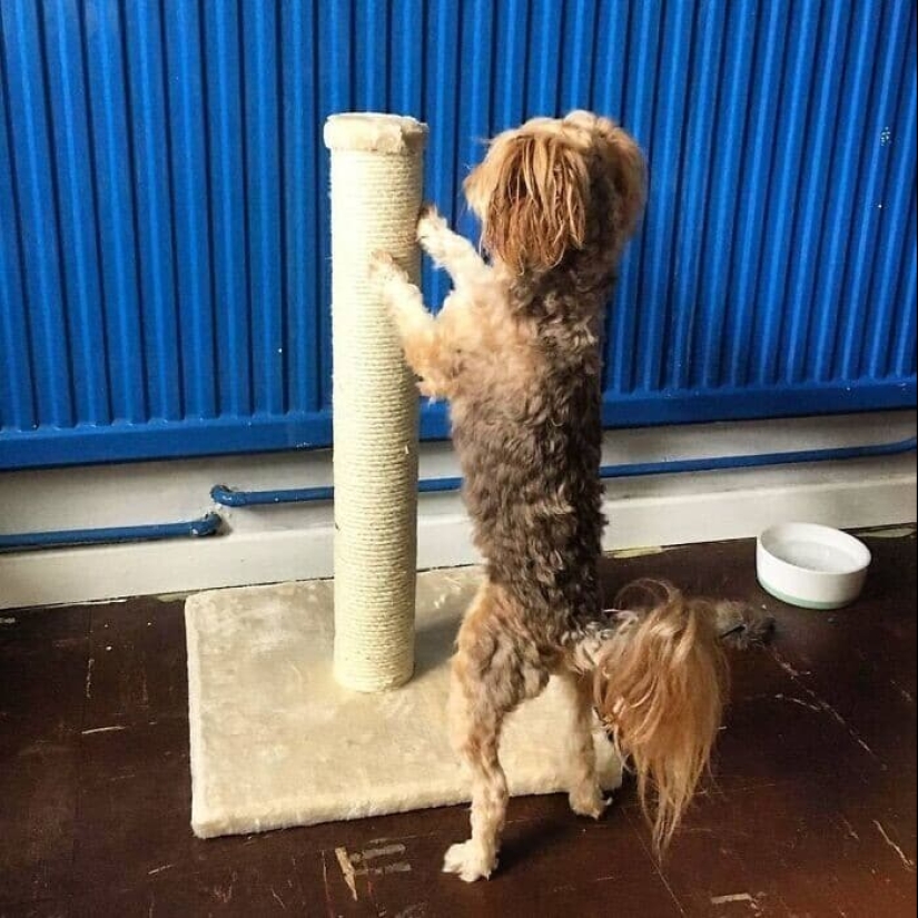 Dog or cat? Or maybe Cotopes? 30 funny photos of dogs that behave like cats Dog or cat? Or maybe Cotopes? 30 funny photos of dogs that behave like cats