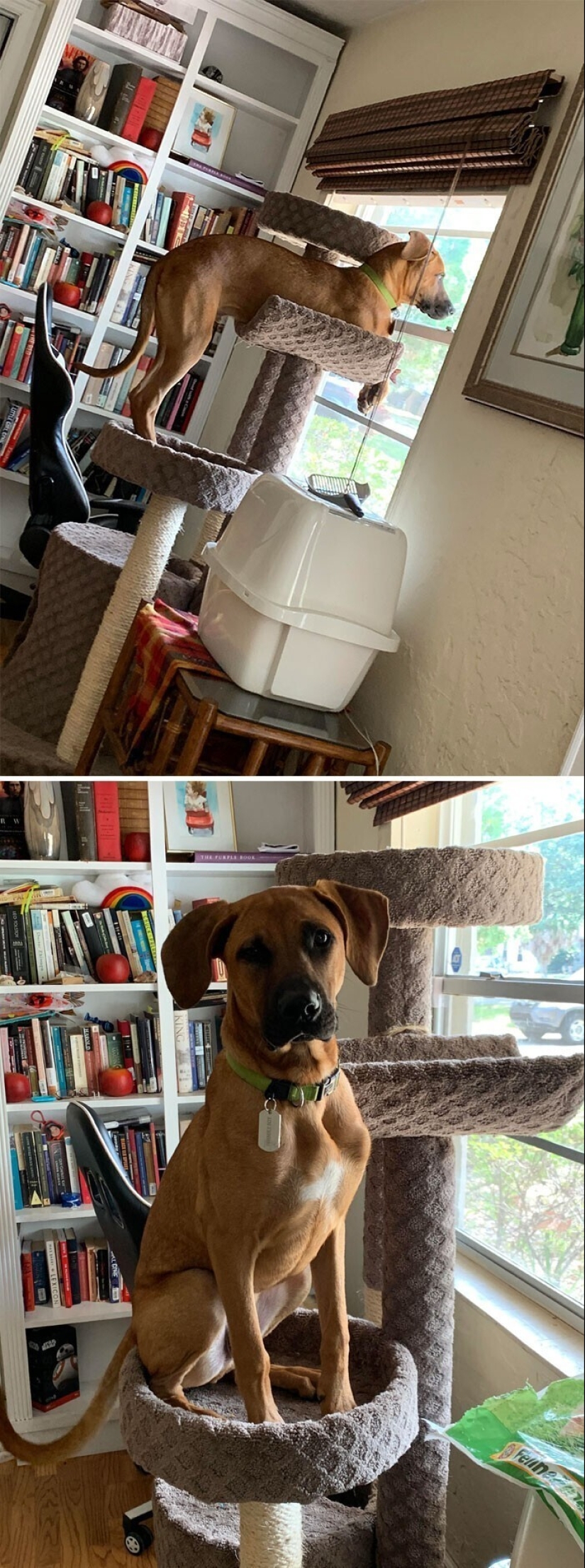 Dog or cat? Or maybe Cotopes? 30 funny photos of dogs that behave like cats Dog or cat? Or maybe Cotopes? 30 funny photos of dogs that behave like cats