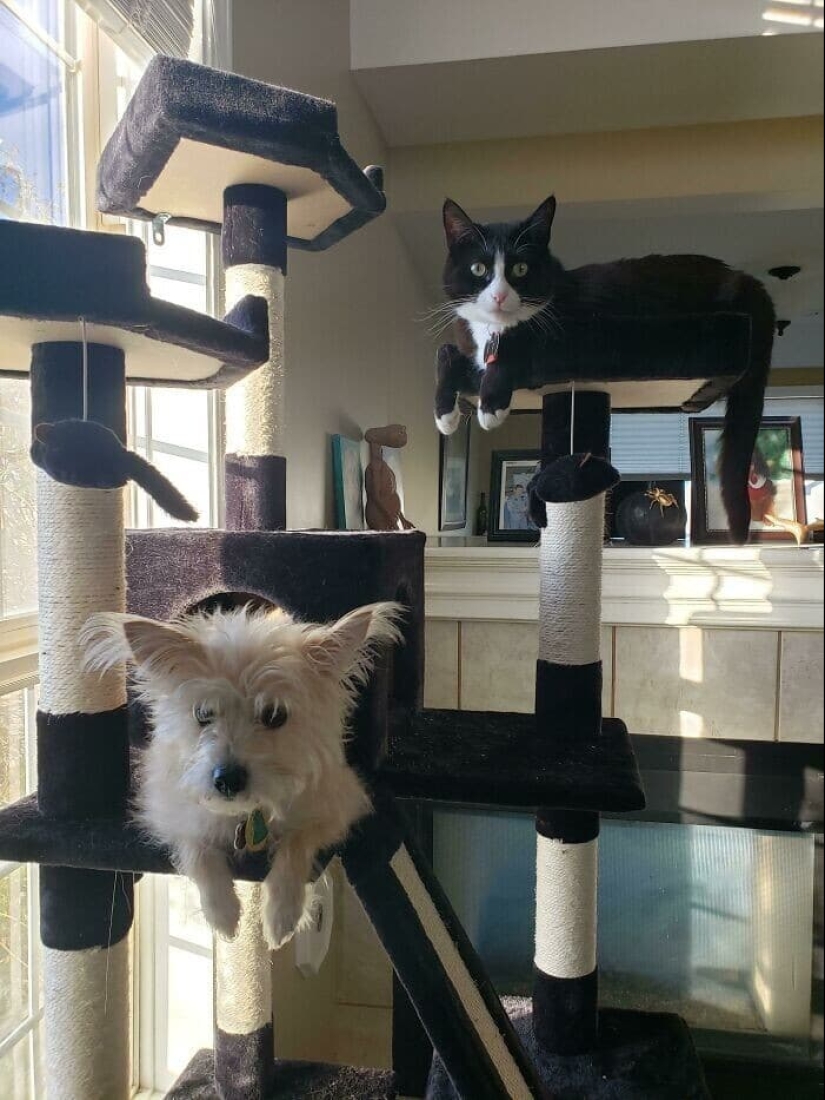 Dog or cat? Or maybe Cotopes? 30 funny photos of dogs that behave like cats Dog or cat? Or maybe Cotopes? 30 funny photos of dogs that behave like cats