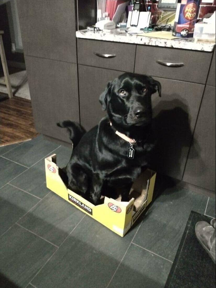 Dog or cat? Or maybe Cotopes? 30 funny photos of dogs that behave like cats Dog or cat? Or maybe Cotopes? 30 funny photos of dogs that behave like cats