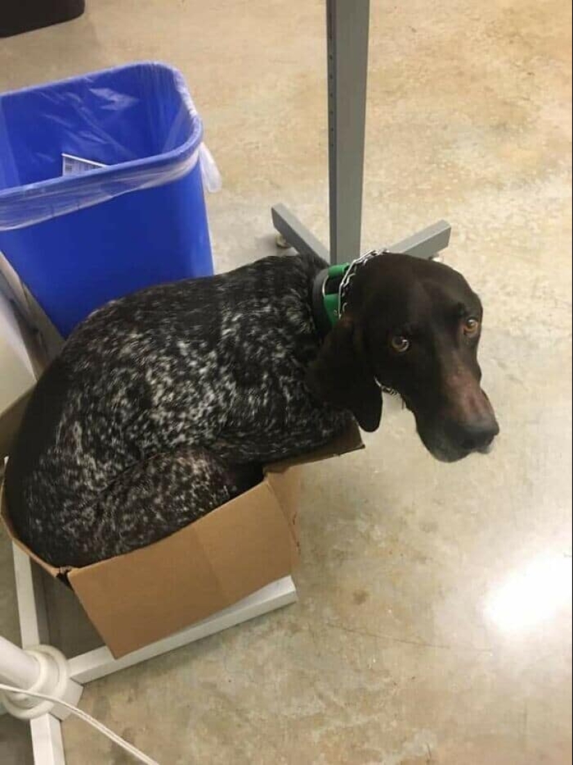 Dog or cat? Or maybe Cotopes? 30 funny photos of dogs that behave like cats Dog or cat? Or maybe Cotopes? 30 funny photos of dogs that behave like cats