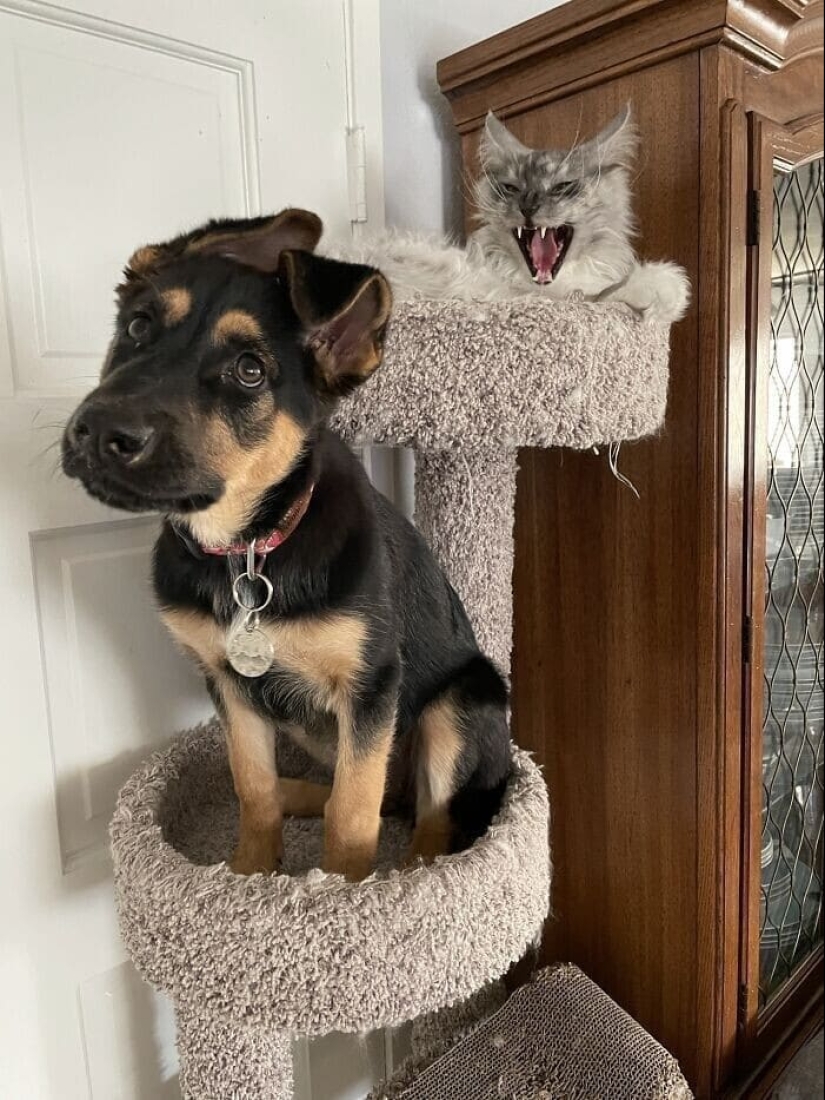 Dog or cat? Or maybe Cotopes? 30 funny photos of dogs that behave like cats Dog or cat? Or maybe Cotopes? 30 funny photos of dogs that behave like cats