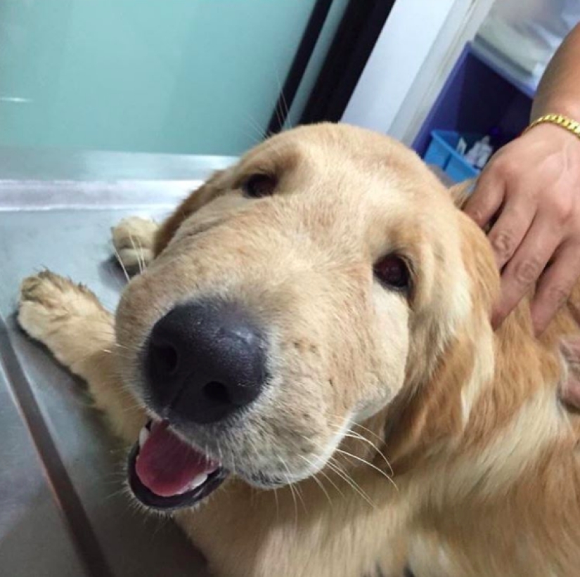 Dogs who ate a bee and are very sorry about it Dogs who ate a bee and are very sorry about it