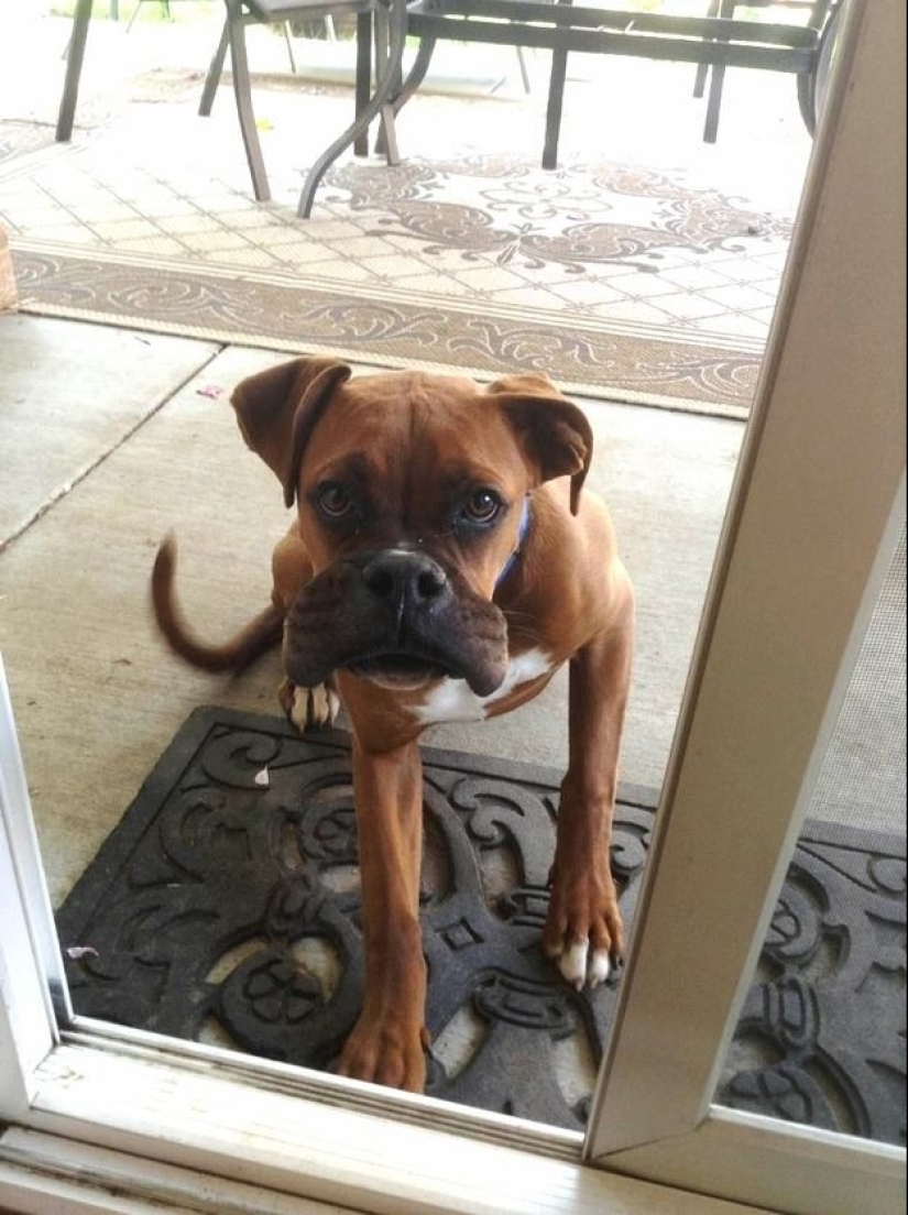 Dogs who ate a bee and are very sorry about it Dogs who ate a bee and are very sorry about it