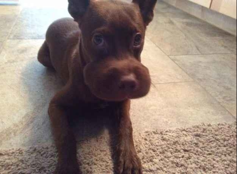 Dogs who ate a bee and are very sorry about it Dogs who ate a bee and are very sorry about it