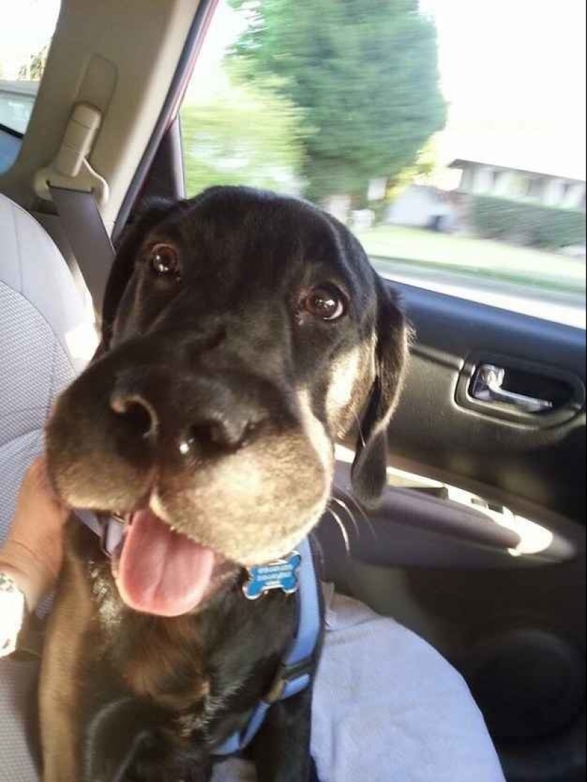 Dogs who ate a bee and are very sorry about it Dogs who ate a bee and are very sorry about it