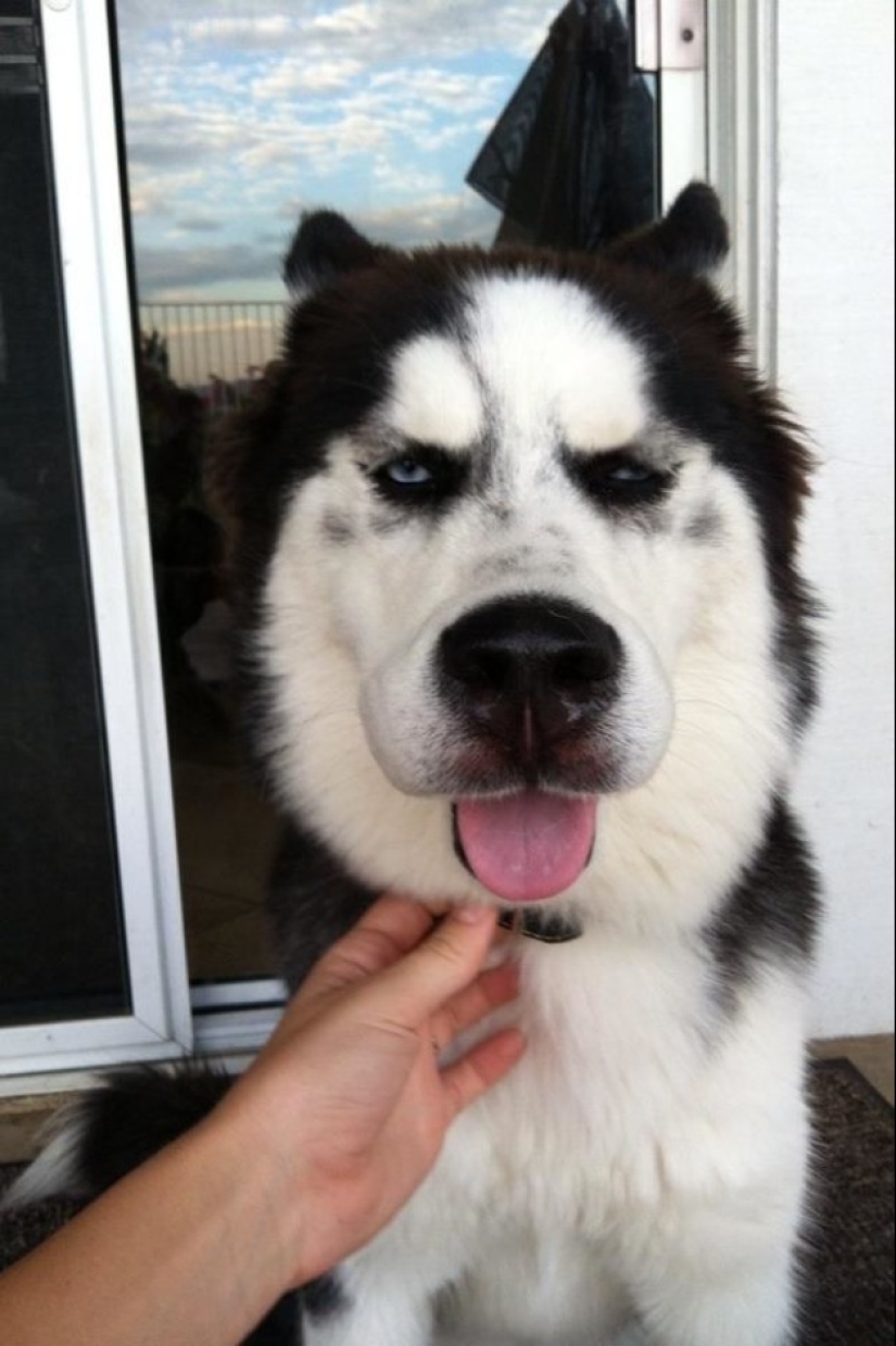 Dogs who ate a bee and are very sorry about it Dogs who ate a bee and are very sorry about it