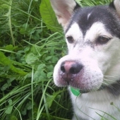 Dogs who ate a bee and are very sorry about it