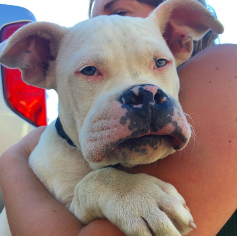 Dogs who ate a bee and are very sorry about it Dogs who ate a bee and are very sorry about it