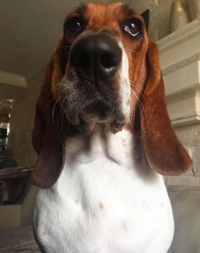 Dogs who ate a bee and are very sorry about it Dogs who ate a bee and are very sorry about it