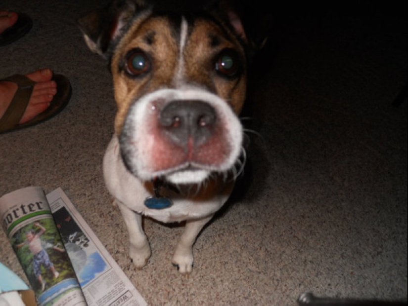 Dogs who ate a bee and are very sorry about it Dogs who ate a bee and are very sorry about it