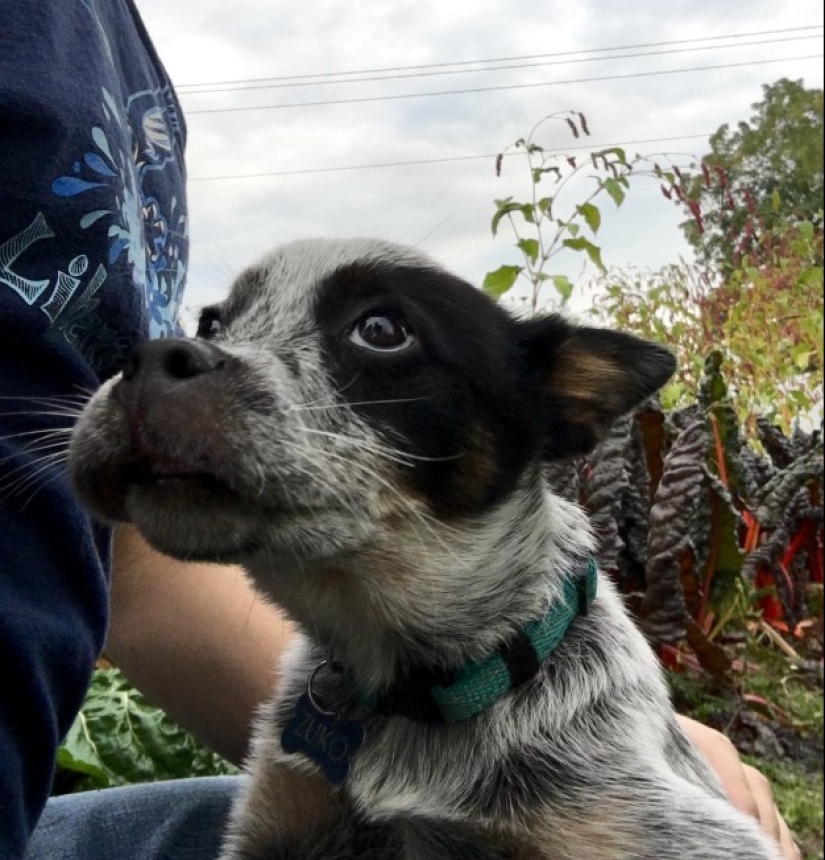Dogs who ate a bee and are very sorry about it Dogs who ate a bee and are very sorry about it