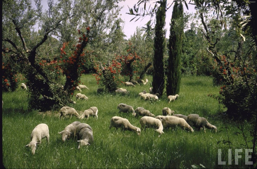 Dolce vita: fotos desconocidas de una joven Sophia Loren en una villa de lujo
