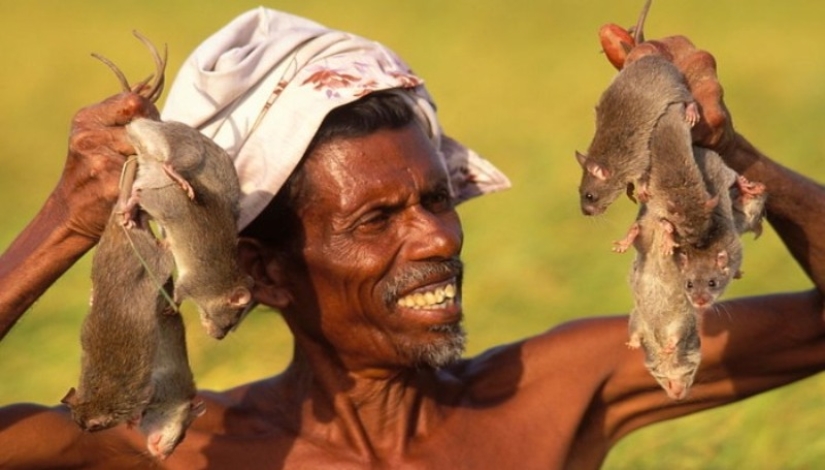 "Domestic Deer" or How Rat Dishes Became Part of National Cuisine in Different Parts of the World "Domestic Deer" or How Rat Dishes Became Part of National Cuisine in Different Parts of the World