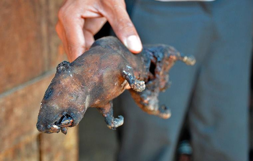 "Domestic Deer" or How Rat Dishes Became Part of National Cuisine in Different Parts of the World "Domestic Deer" or How Rat Dishes Became Part of National Cuisine in Different Parts of the World
