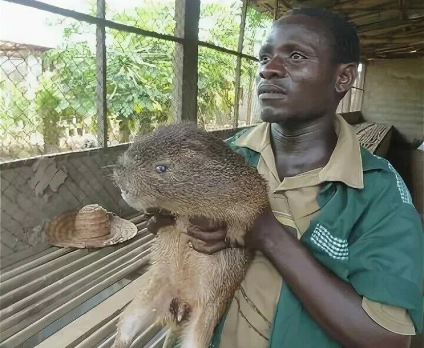 "Domestic Deer" or How Rat Dishes Became Part of National Cuisine in Different Parts of the World "Domestic Deer" or How Rat Dishes Became Part of National Cuisine in Different Parts of the World