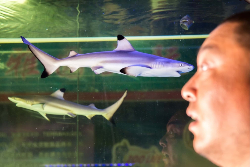 Donkey, gopher, spider: Chinese and their exotic pets Donkey, gopher, spider: Chinese and their exotic pets