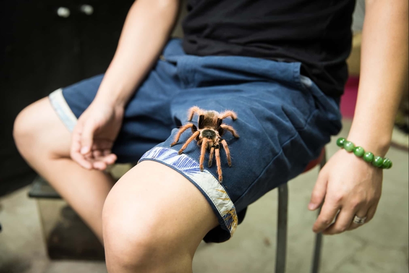 Donkey, gopher, spider: Chinese and their exotic pets Donkey, gopher, spider: Chinese and their exotic pets