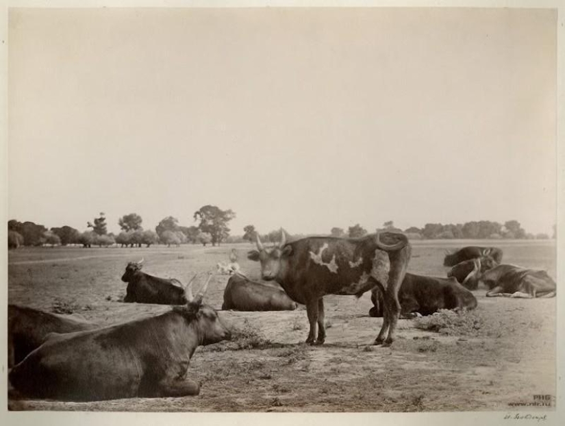 Donskoy album by Ivan Vasilyevich Boldyrev