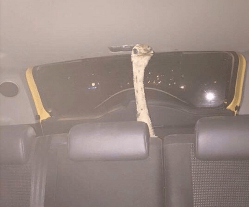 Don't pour Saturn anymore! 22 times when alcohol led to awkward situations