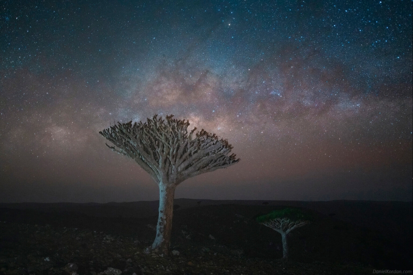 Dragon trees on Socotra in the lens of photographer Daniil Korzhonov