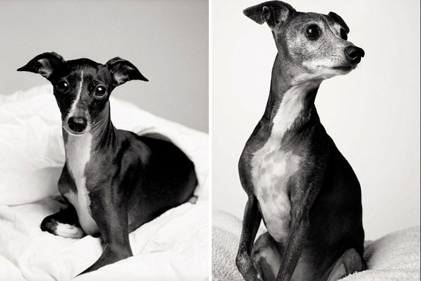 ¡Durante el viaje, el perro podría crecer! ¡Durante el viaje, el perro podría crecer!