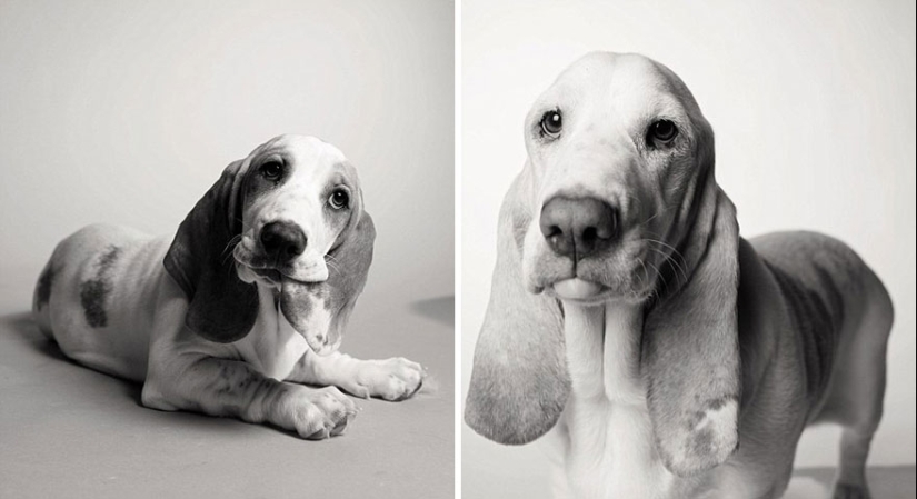 ¡Durante el viaje, el perro podría crecer! ¡Durante el viaje, el perro podría crecer!