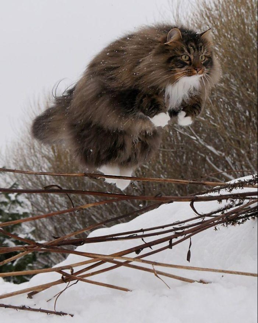 Duras gatos de Finlandia en invierno extensiones