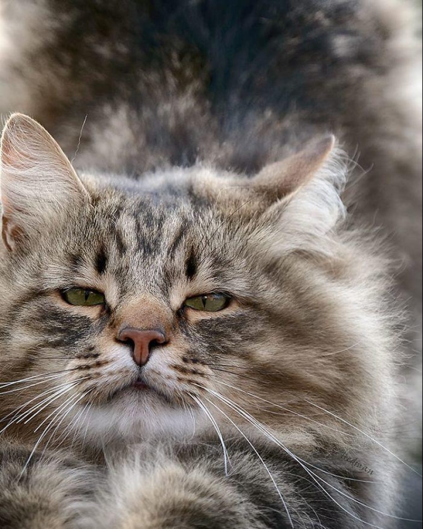 Duras gatos de Finlandia en invierno extensiones