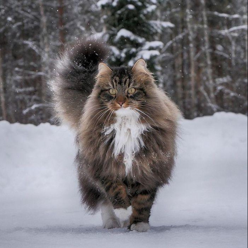 Duras gatos de Finlandia en invierno extensiones
