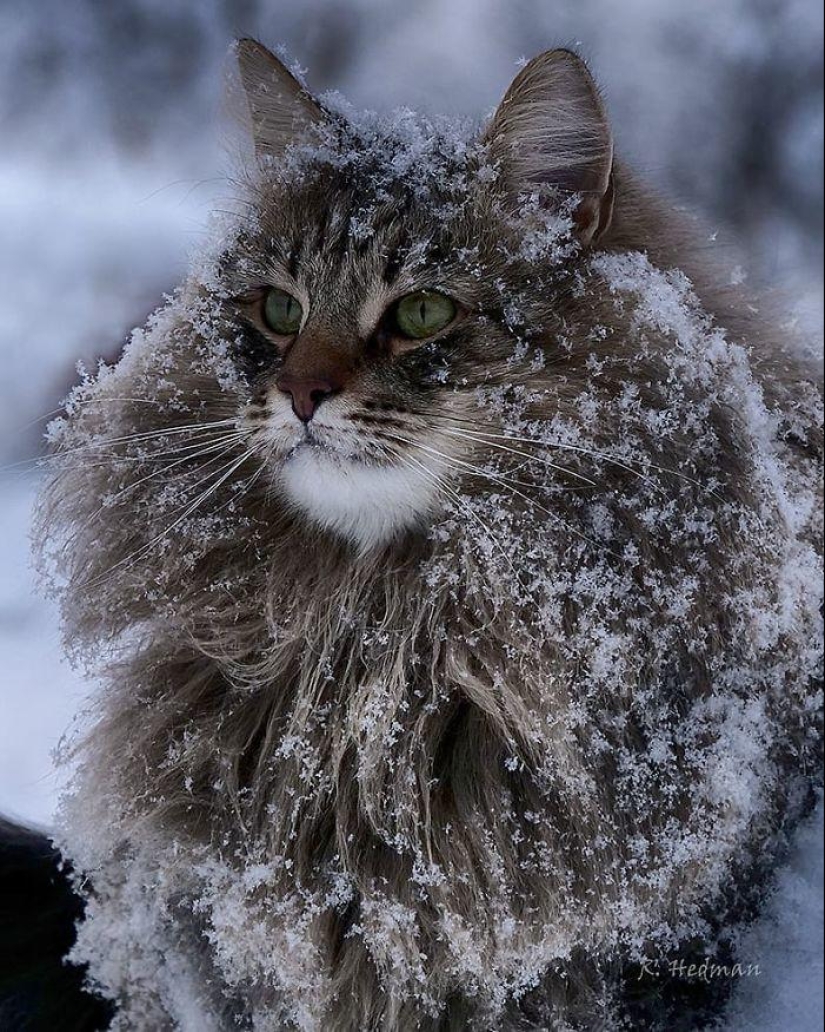 Duras gatos de Finlandia en invierno extensiones