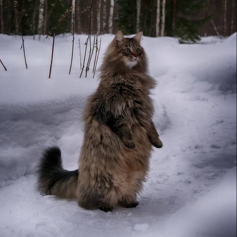 Duras gatos de Finlandia en invierno extensiones