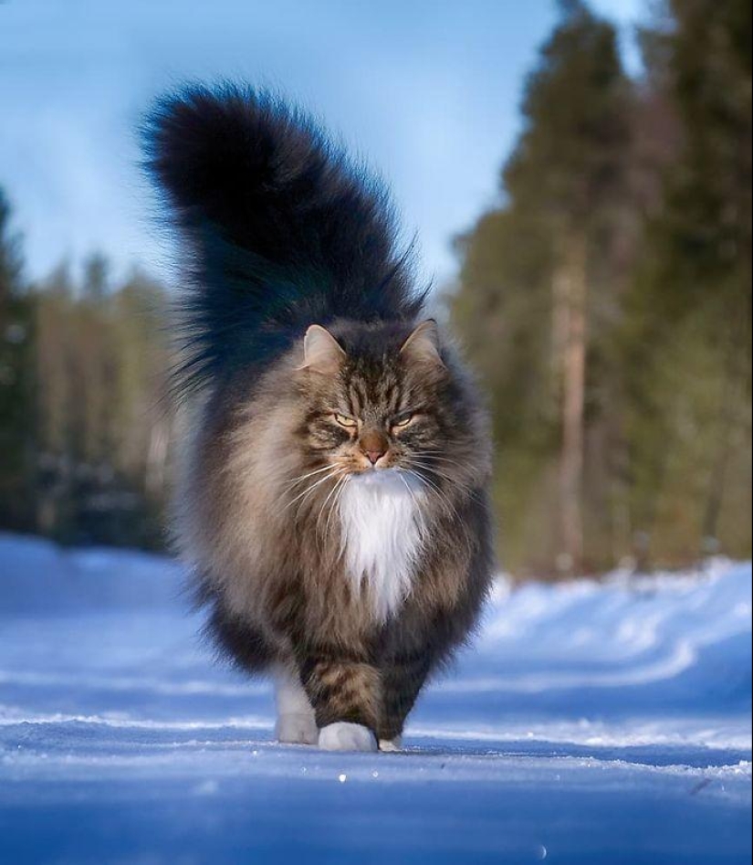 Duras gatos de Finlandia en invierno extensiones