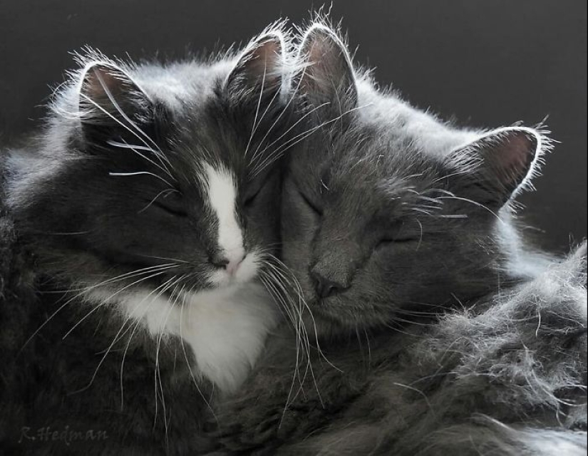 Duras gatos de Finlandia en invierno extensiones