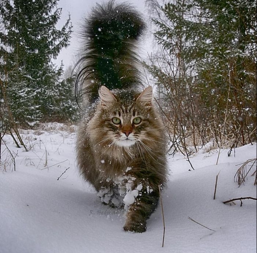 Duras gatos de Finlandia en invierno extensiones
