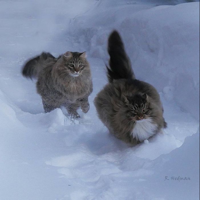 Duras gatos de Finlandia en invierno extensiones