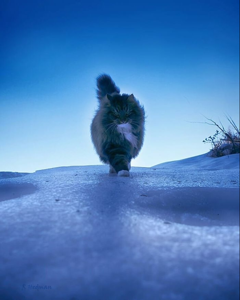 Duras gatos de Finlandia en invierno extensiones