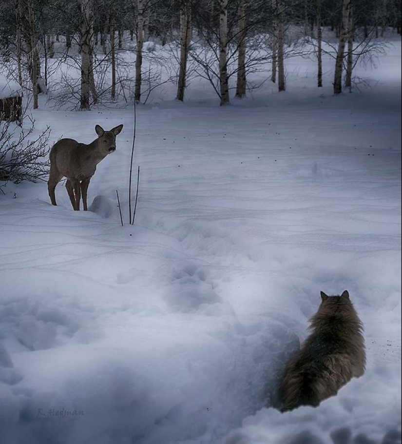 Duras gatos de Finlandia en invierno extensiones
