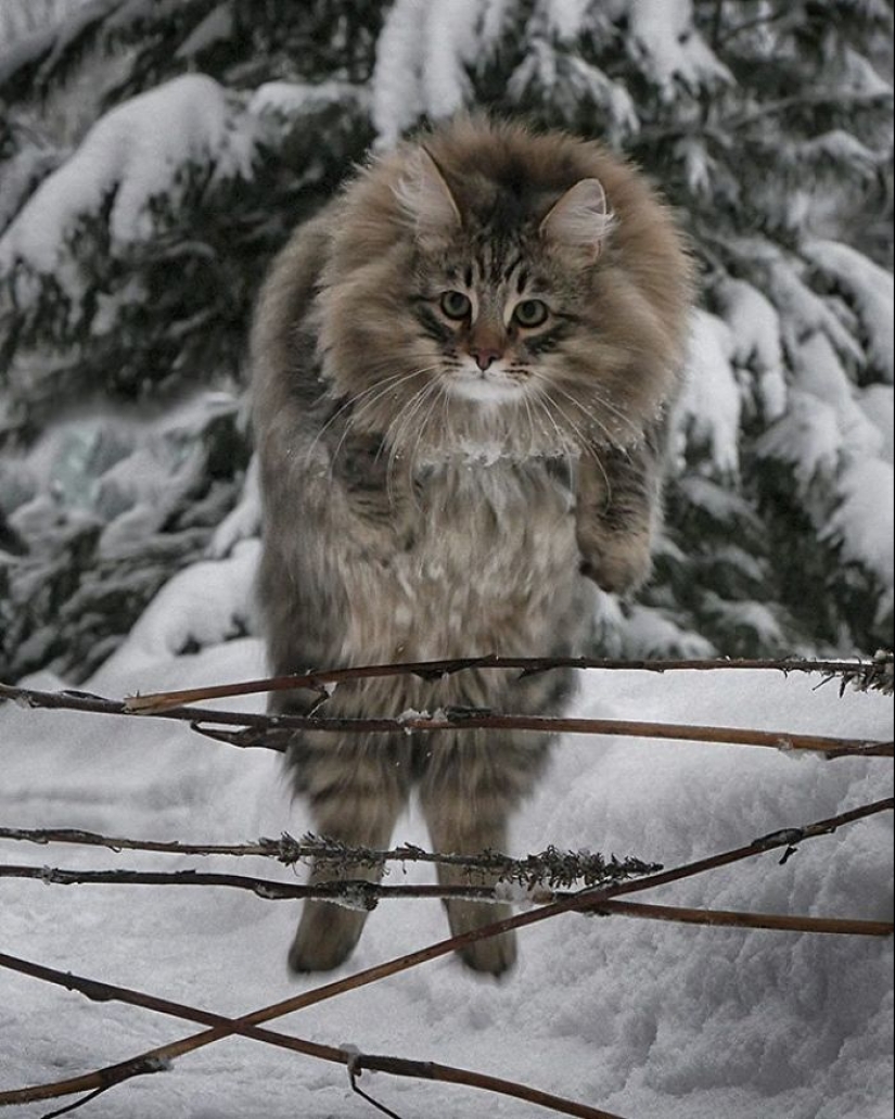 Duras gatos de Finlandia en invierno extensiones