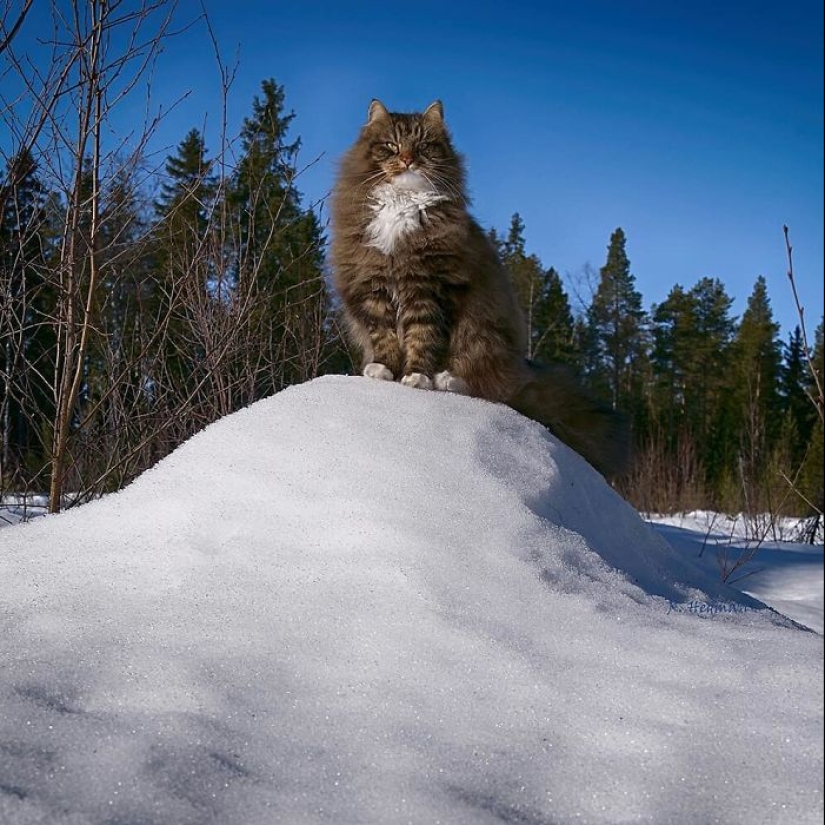 Duras gatos de Finlandia en invierno extensiones