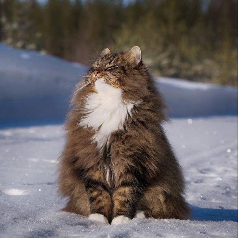 Duras gatos de Finlandia en invierno extensiones