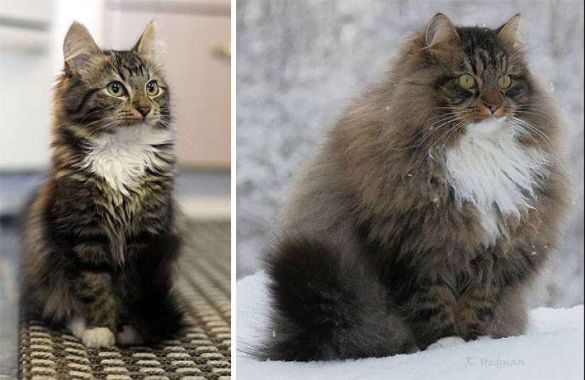 Duras gatos de Finlandia en invierno extensiones