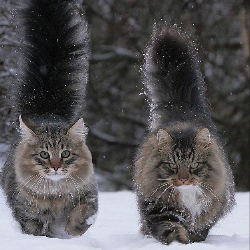 Duras gatos de Finlandia en invierno extensiones