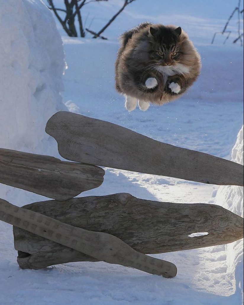 Duras gatos de Finlandia en invierno extensiones